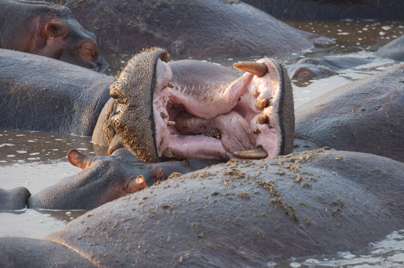 Illustration for article titled Out of Africa. Hungry Hungry Hippos.